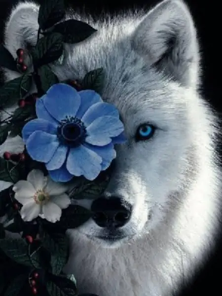 Blue Rose Wolf Mr.